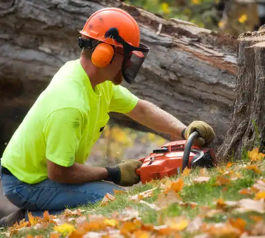 tree services Burnsville